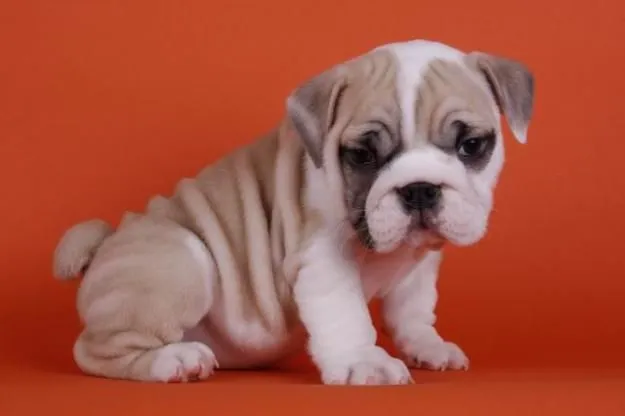 Perros bebés bulldog frances - Imagui