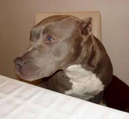 Pitbull bebé gris - Imagui