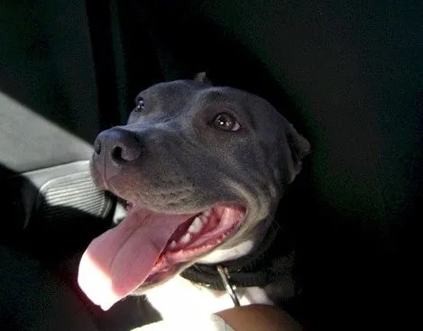 Fotos de BUSCADA! PITBULL GRIS ADULTA. http://www.buscoaceci.com ...