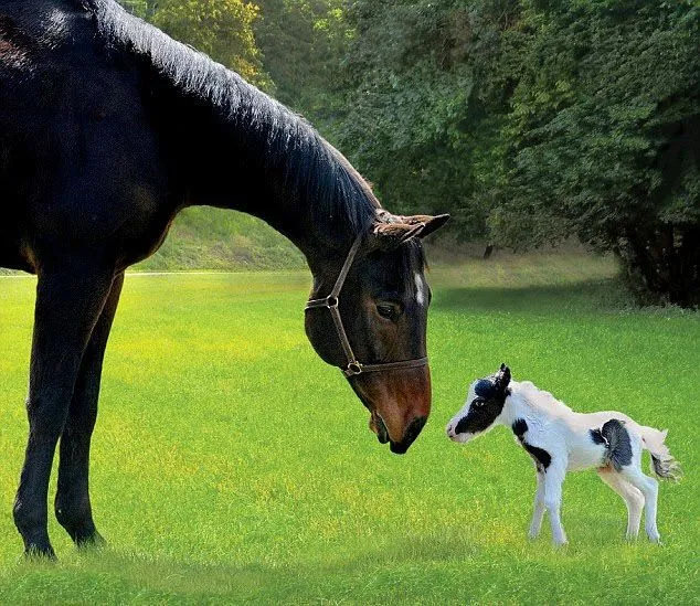 Fotos de caballos bebés - Imagui