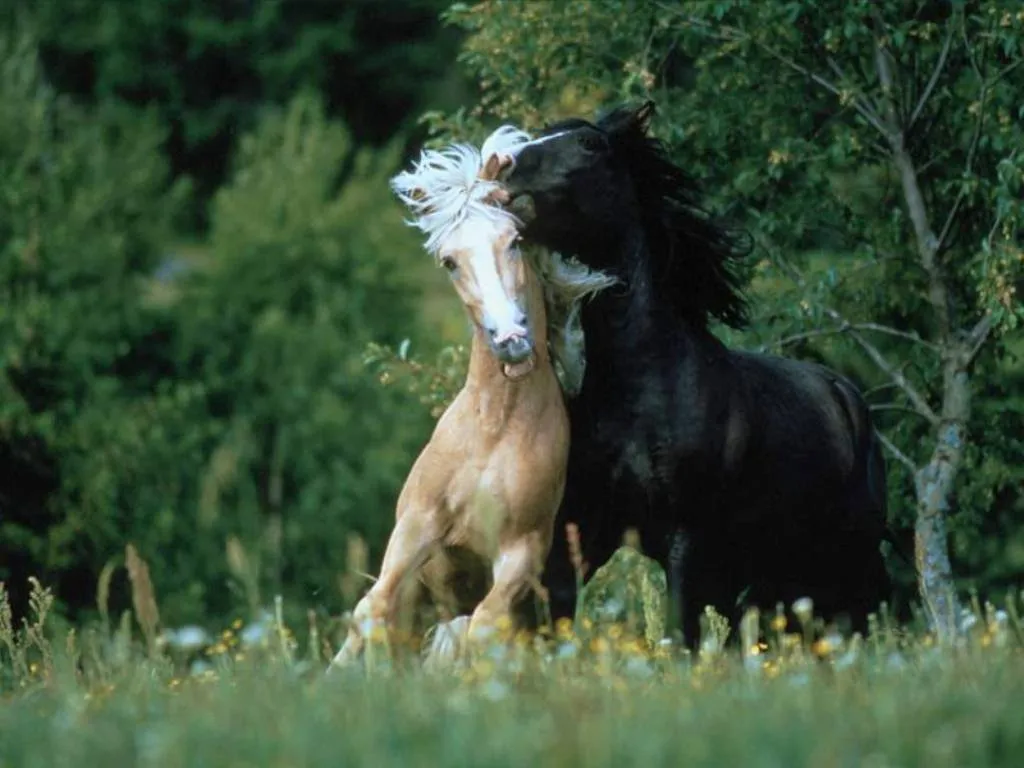 Fotos de caballos HD - Imagui