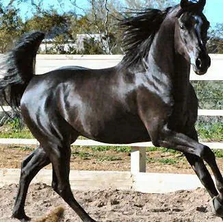 Fotos de caballos negros