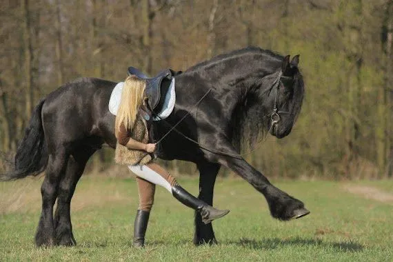 Fotos de caballos negros Archives - De Caballos