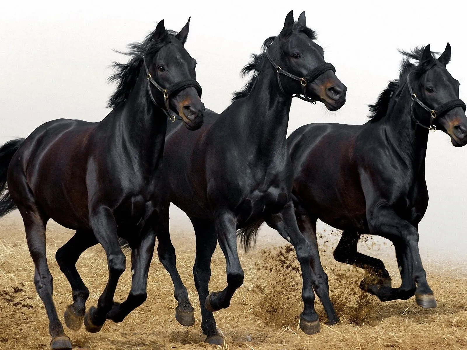 fotos de tres caballos negros para facebook Mejores fotos del ...