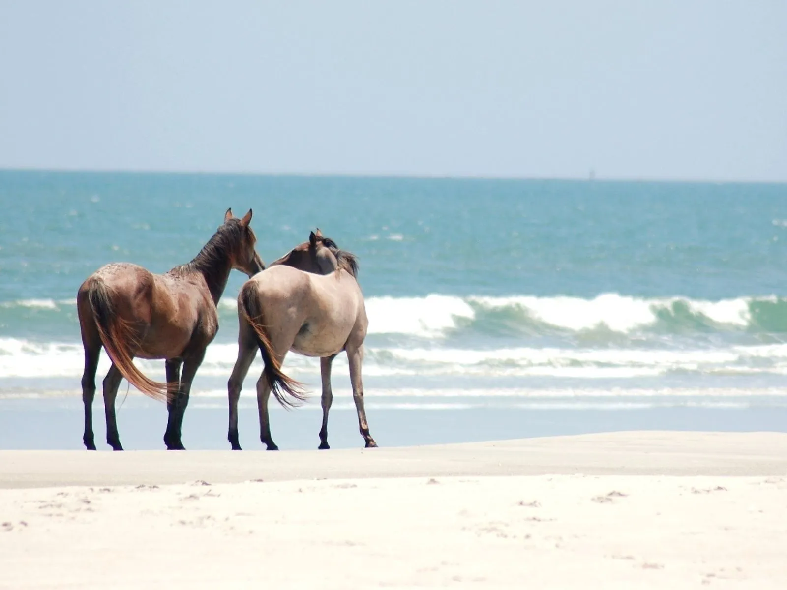 Fotos de caballos en oriila del mar ~ Mejores Fotos del Mundo ...