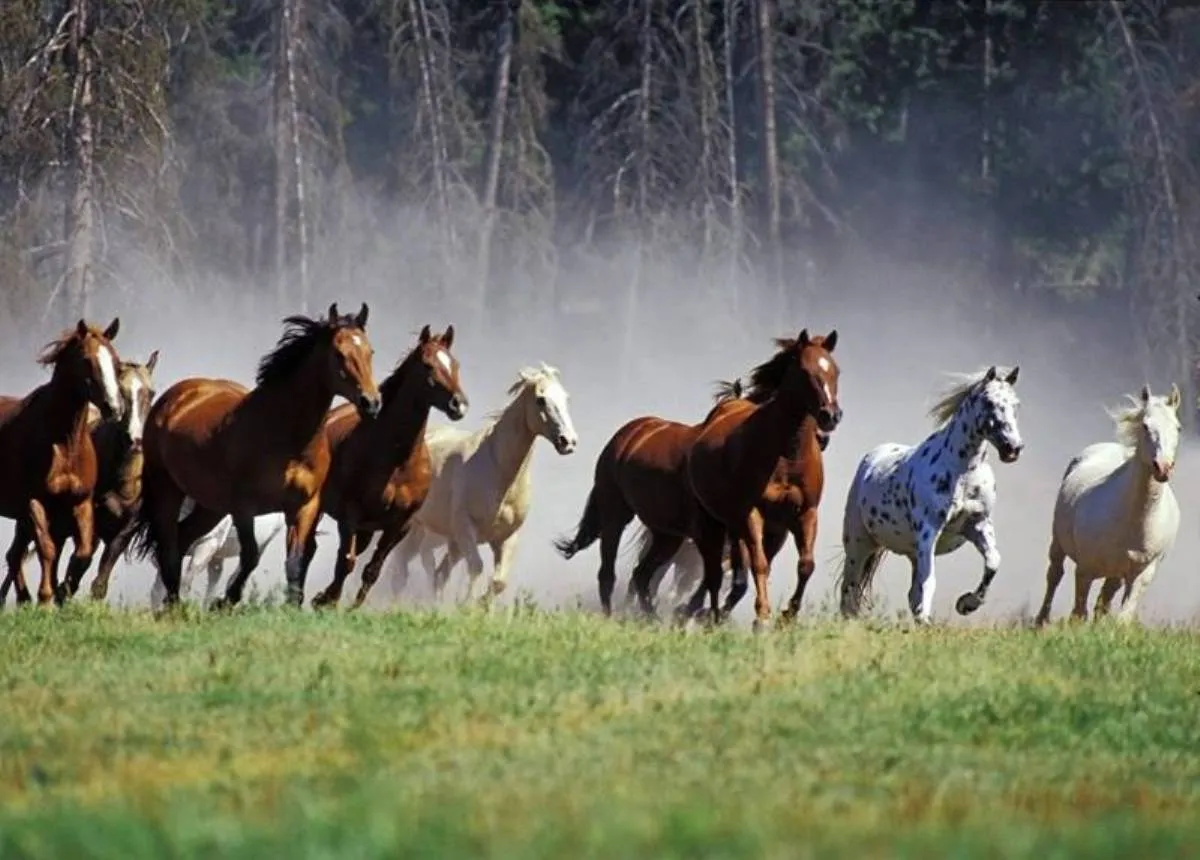 Fotos de caballos salvajes