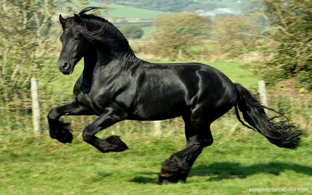 Fotos de caballos - XI - El Mundo del Caballo - Caballos, razas de ...