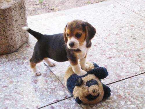 Fotos de CACHORRAS BEAGLES - Región Metropolitana - Animales ...