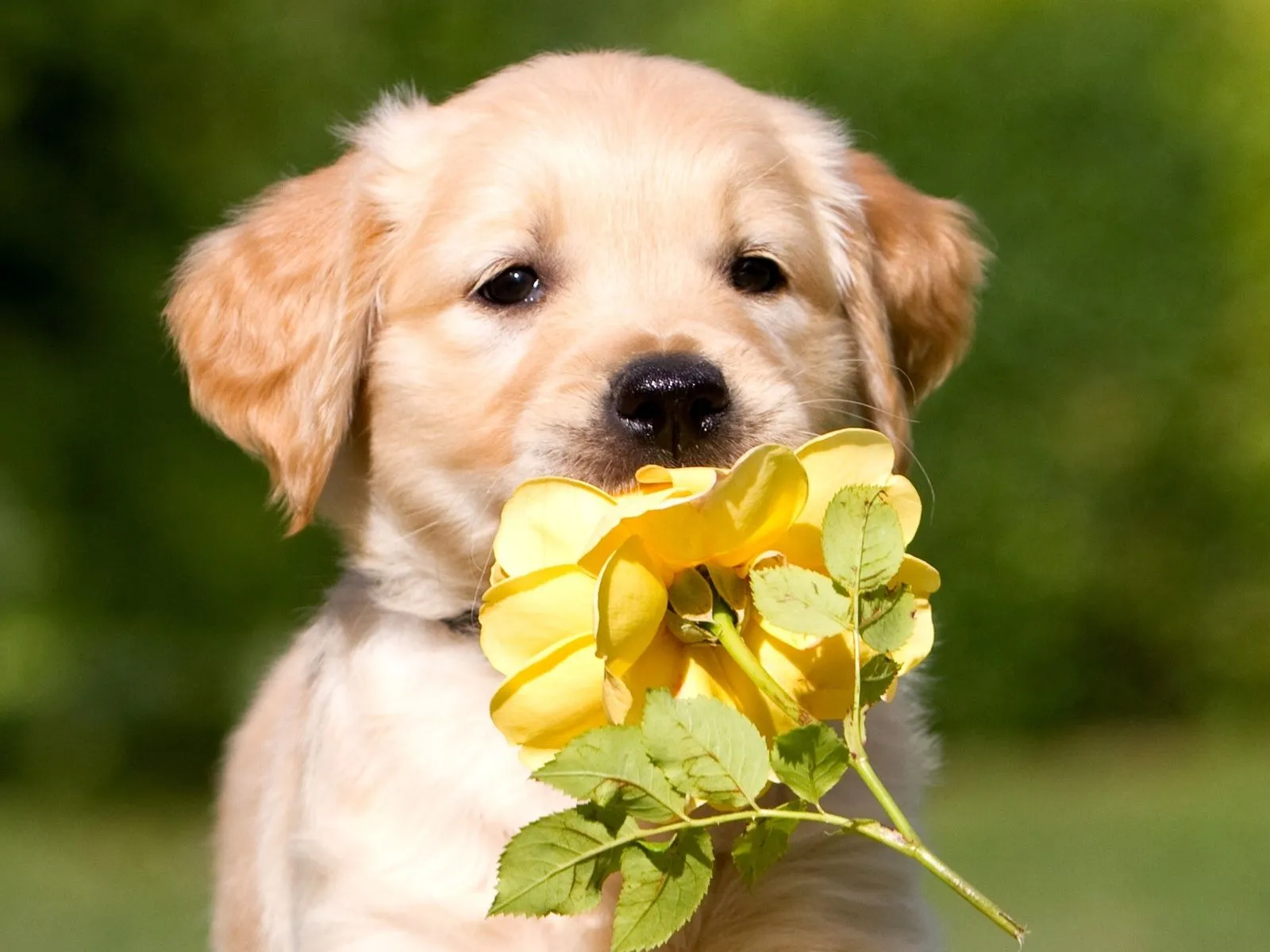 fotos de cachorrito con flor para facebook ~ Mejores Fotos del ...