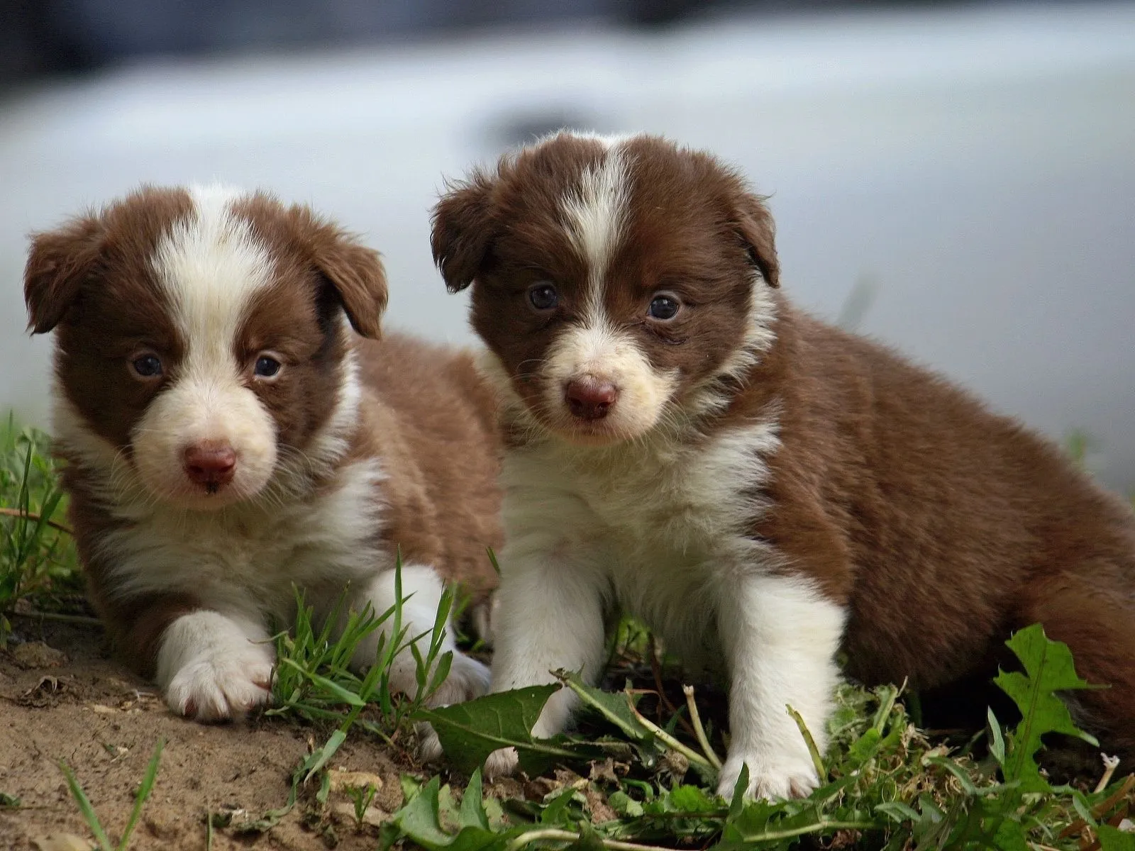 Fotos de cachorritos tiernos ~ Mejores Fotos del Mundo ...