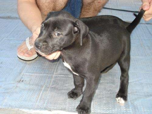 Fotos de CACHORROS AMERICAN PIT BULL TERRIER BLACK NOSE - Buenos ...