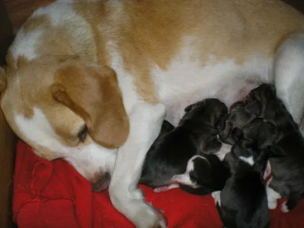 Fotos de cachorros de beagle con su mamá