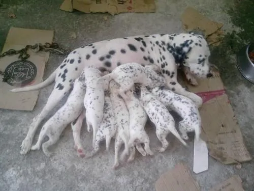 Fotos de CACHORROS DALMATAS - Morelos - Animales / Mascotas