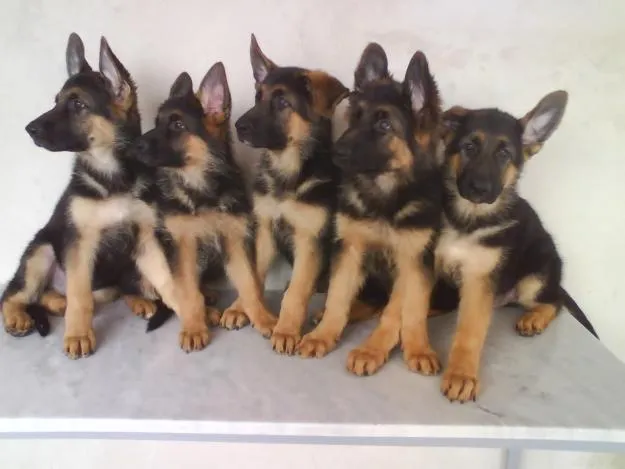 Fotos de cachorros: Filhotes de Pastor alemão