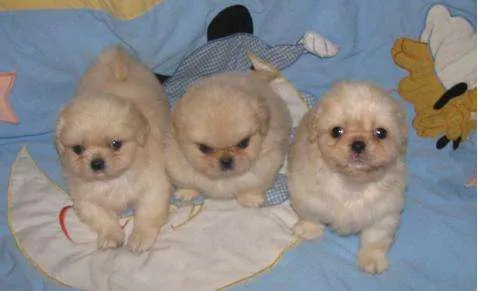 Cachorros pekines recien nacidos - Imagui