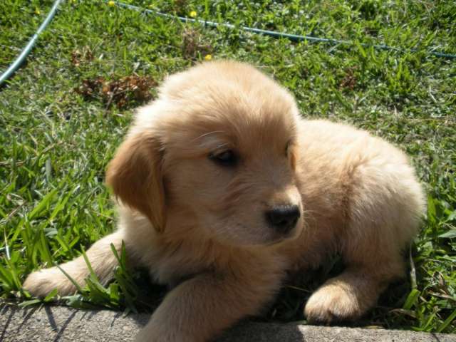 Fotos de Cachorros Hermosos Golden retriever - Heredia - Animales ...