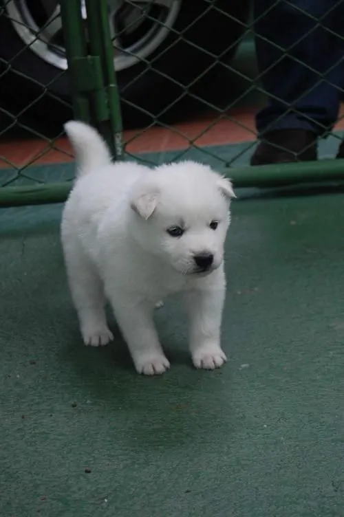 Fotos de Cachorros husky blancos en San José, Costa Rica