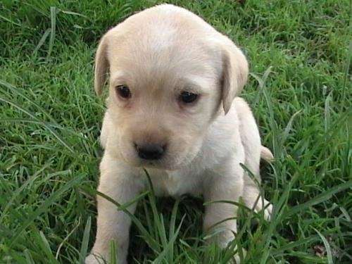 Fotos de CACHORROS LABRADORES - Buenos Aires - Animales / Mascotas