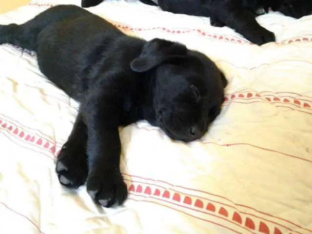 Cachorros labradores hembra color negro - Talca, Chile - Animales ...