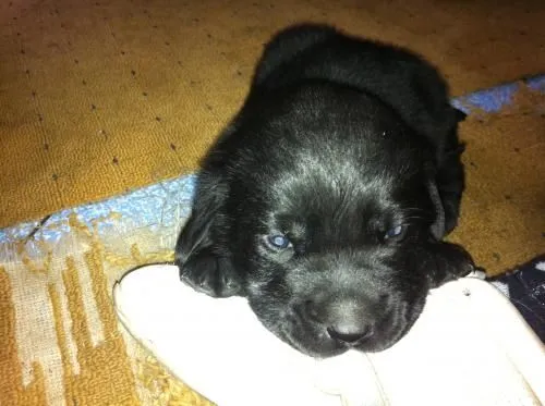 Fotos de cachorros labradores negros Hembras - Talca - Animales ...