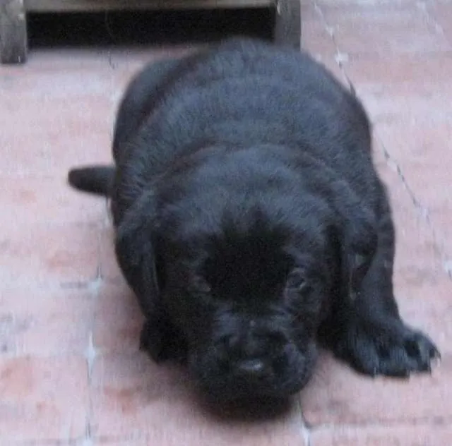 Fotos de CACHORROS DE LABRADORES RETRIEVER COLOR NEGRO PARECEN ...