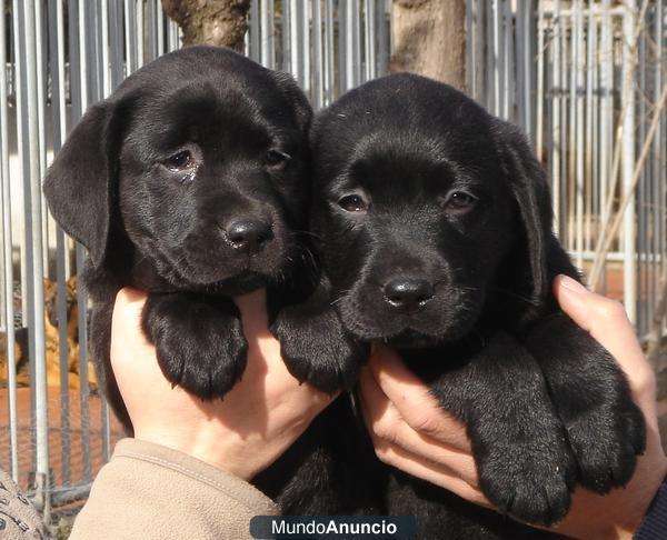 Fotos de CACHORROS DE LABRADORES RETRIEVER COLOR NEGRO PARECEN ...