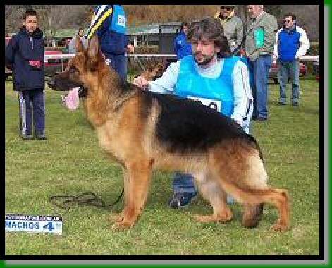 Fotos de Cachorros ovejero aleman - Buenos Aires - Animales / Mascotas