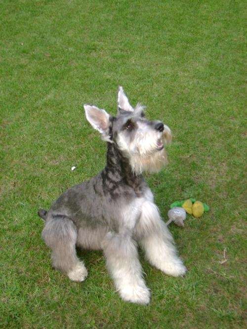 Fotos de Cachorros schnauzer miniatura sal y pimienta inscritos ...