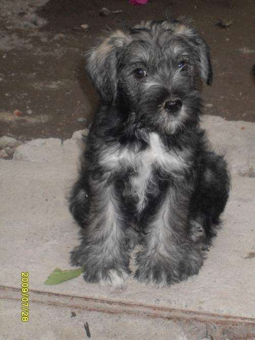 Fotos de 2 cachorros schnauzer standar - Distrito Federal ...