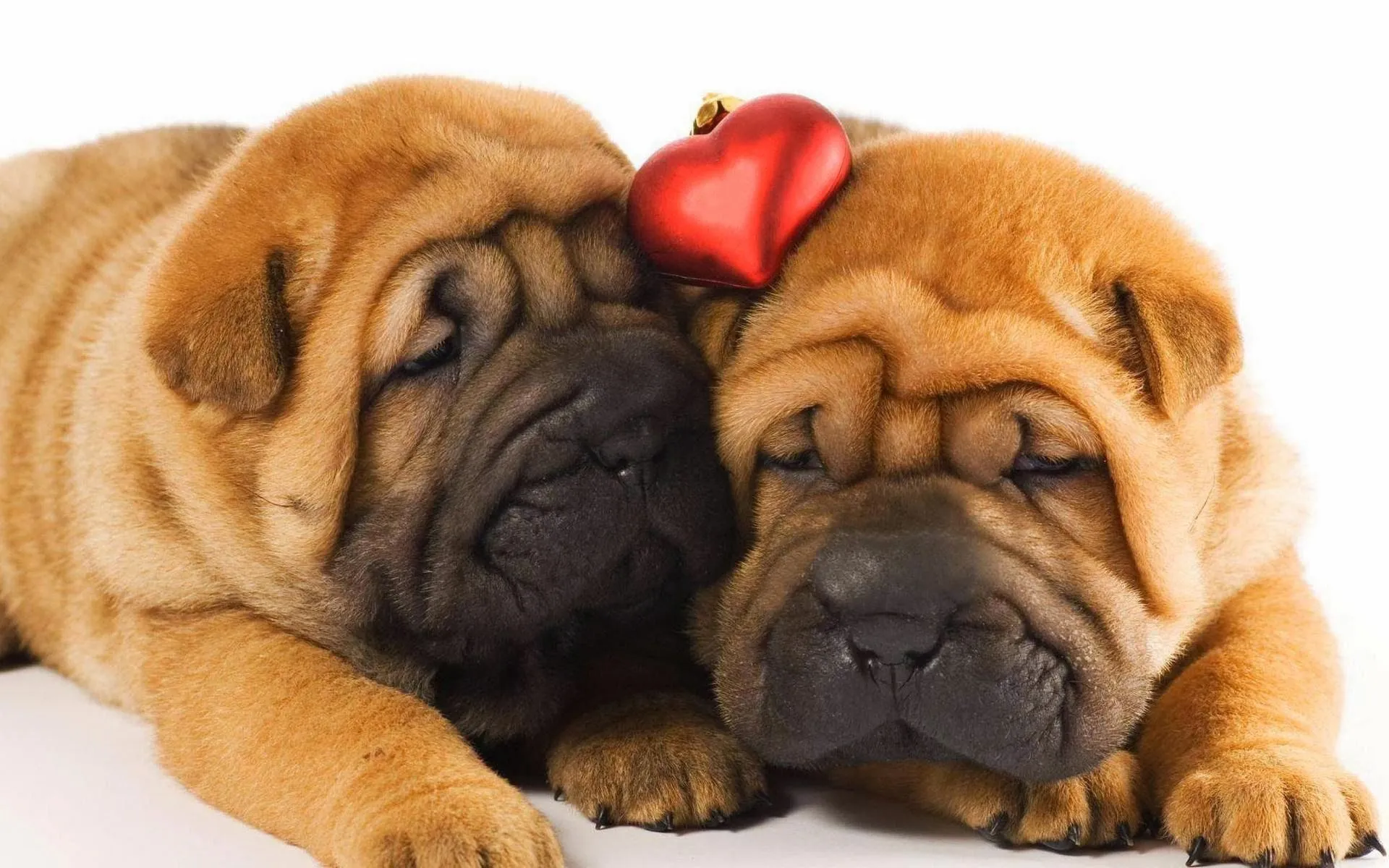 Fotos de Cachorros Shar Pei | Fotos e Imágenes en FOTOBLOG X