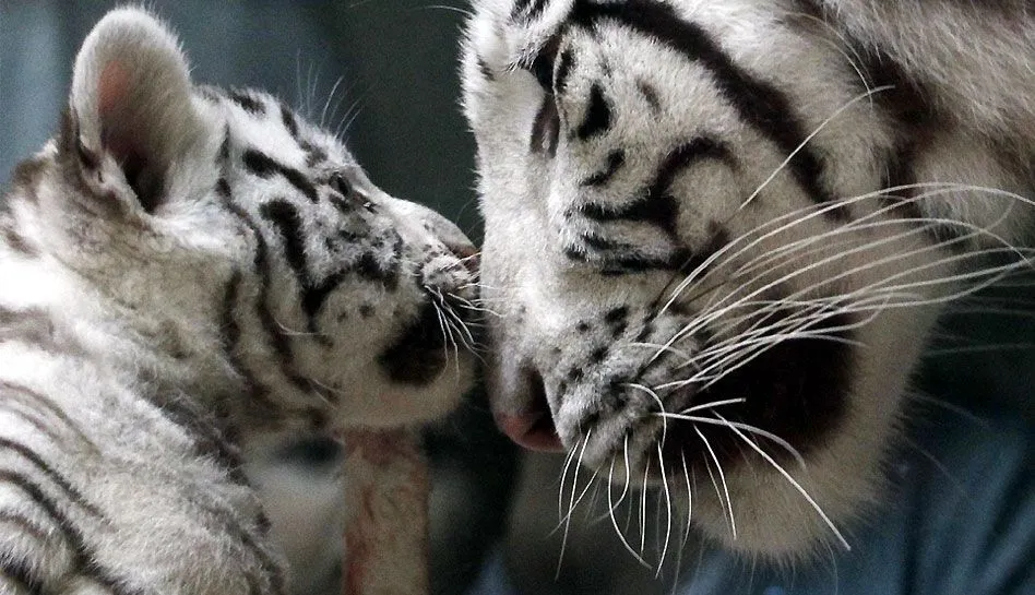 FOTOS: cachorros de tigres blancos de la India conmueven en ...