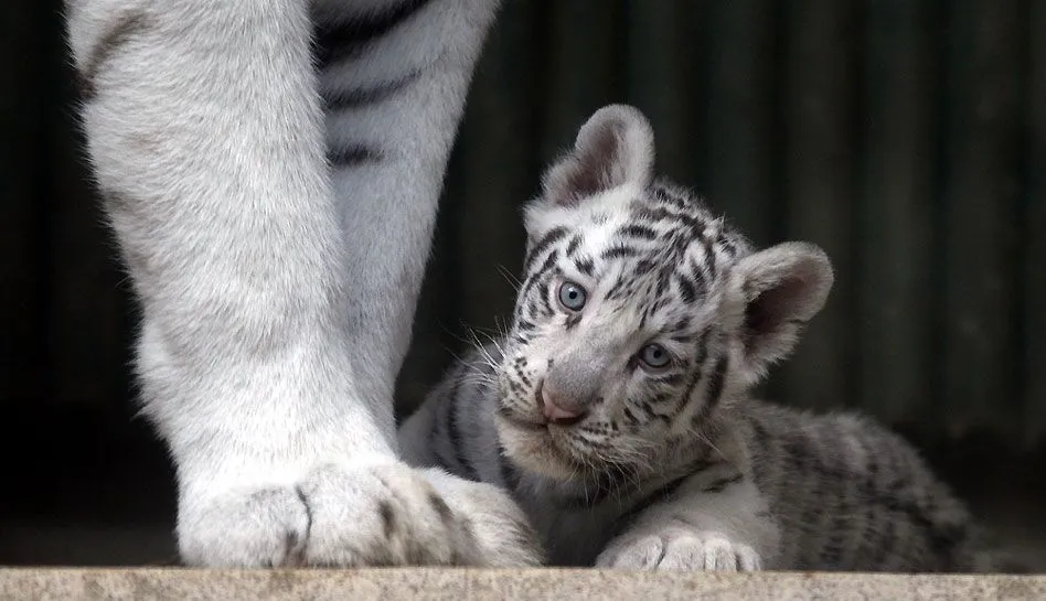 FOTOS: cachorros de tigres blancos de la India conmueven en ...