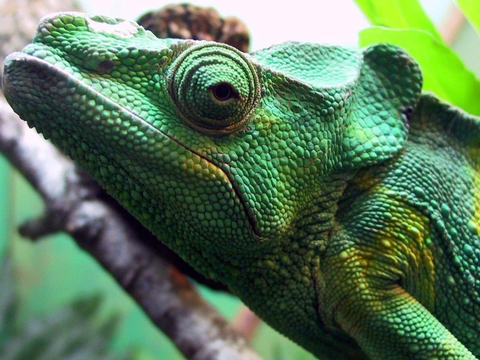 fotos de un camaleon para facebook Mejores fotos del mundo para ...