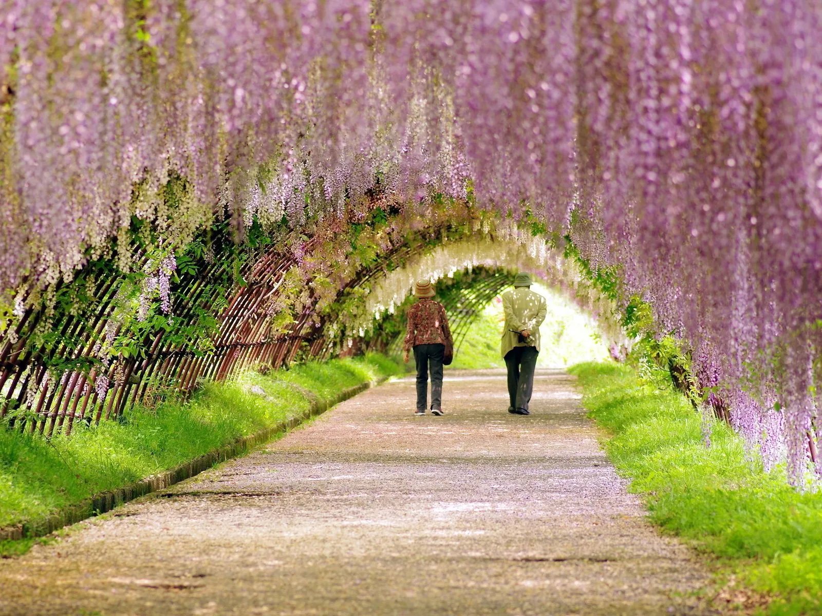 Fotos de un camino cubierto de flores para facebook ~ Mejores ...