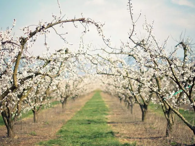 Fotos de camino de pastos y arboles secos para facebook ~ Mejores ...