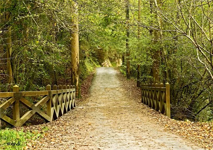 Caminos de árboles - Imagui