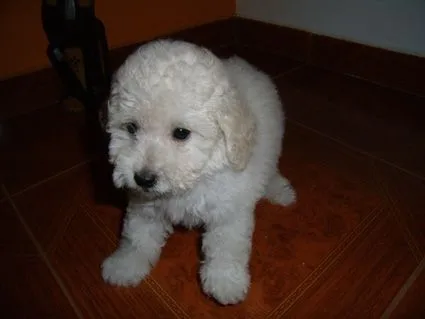 Fotos de Caniche toy machos blancos - Buenos Aires - Animales ...