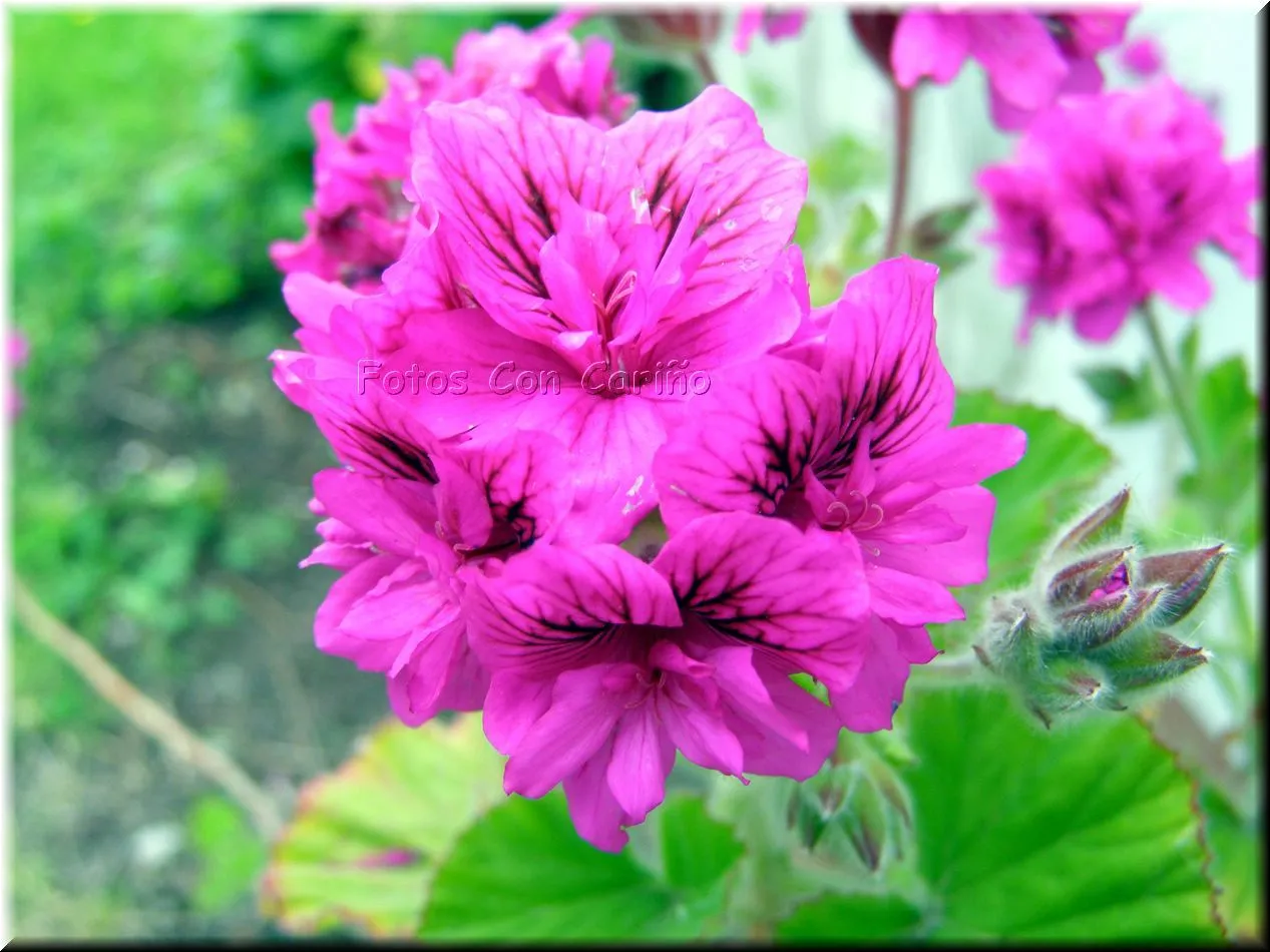 Fotos Con Cariño: Flores de color rosa fucsia.