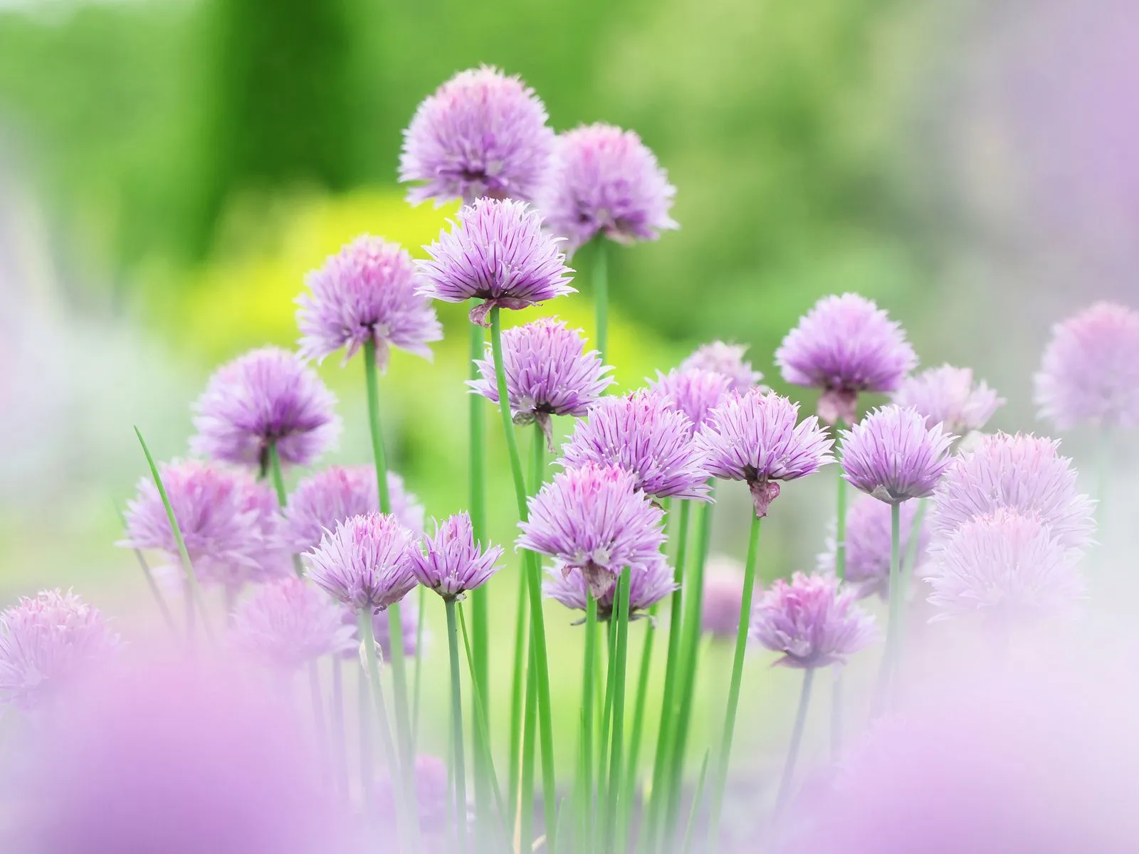 Fotos de cebollino morado ~ Mejores Fotos del Mundo | Fotografías ...