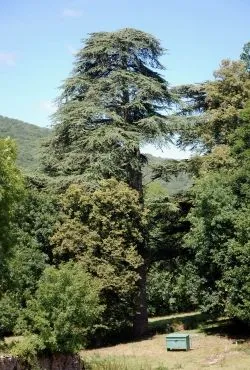 Fotos de cedros del Líbano (Cedrus libani), Árboles monumentales