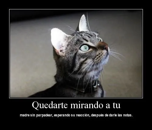 Imágenes Tiernas de Gatitos con Frases | Imagenes para Facebook [