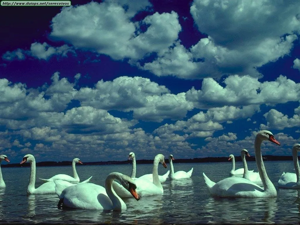 Fotos de cisnes