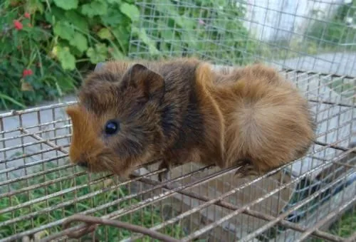 Fotos de Cobayos sheltie (pelo largo) y abisinios - Buenos Aires ...