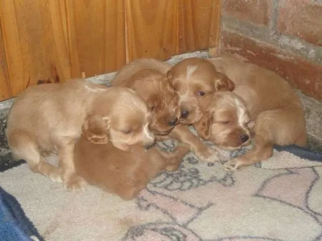 Fotos de Cockers spaniels puros dorados - mendoza en Mendoza ...