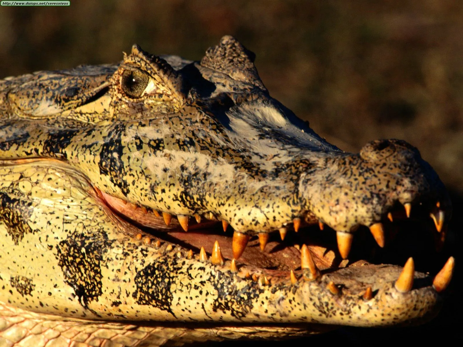 Fotos de cocodrilos y caimanes