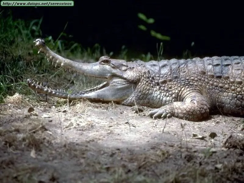 Fotos de cocodrilos y caimanes