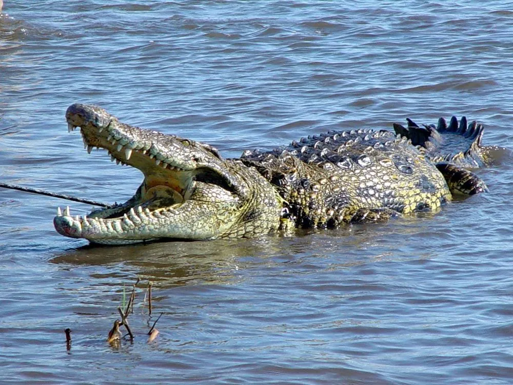 Fotos de cocodrilos. Imágenes de cocodrilos