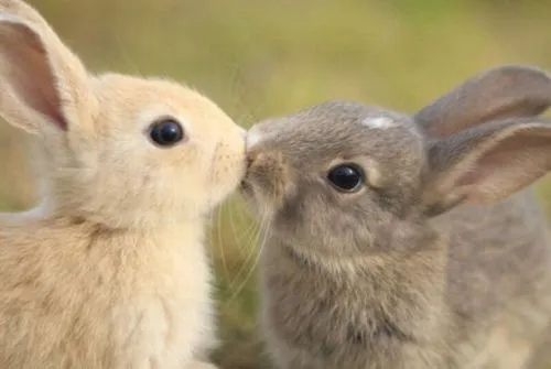 Foto de conejos bebés - Imagui