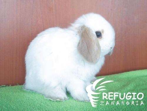 Conejos de bebés - Imagui