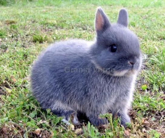 Fotos de conejos negros y enanos - Imagui